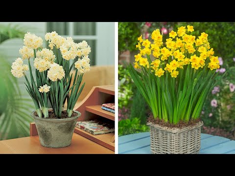 how to replant paperwhite bulbs
