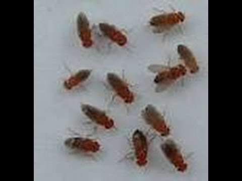 how to get rid of drain flies and gnats