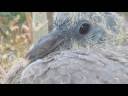 videos de Hope the Pigeon in Paris  - Moby 
