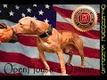 apbt damian the mayday/buck dog