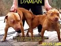 apbt damian the mayday/buck dog