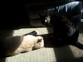 Tomcat Battle Royale