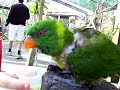 Sun Conure Noise Level
