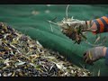 Olio extra vergine Olio extra vergine
