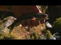 Trout Unlimited at the Rapid River Trout Unlimited at the Rapid River