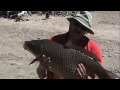 un-official Colorado State Record common carp, 37 lb 5oz. This is unofficial as I returned the fish to the waters rather than hand if over to the Department of Wildlife for their biologist to examine after its passing.