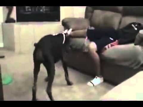 Doberman gli morde fra le gambe Doberman gli morde fra le gambe
