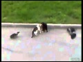 Pelea callejera animal entre dos gatos y dos pajaros