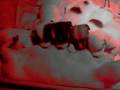 Freak's puppies (1) 