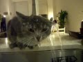 A cat tries to drink from the tap video