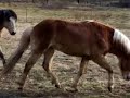 gotland pony stallion fight
