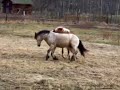 gotland pony stallion fight