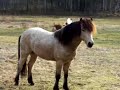 gotland pony stallion fight