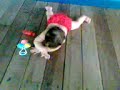 vitoria apredendo a engatinhar