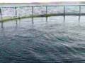 westray salmon farm