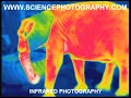 Infrared IR elephant