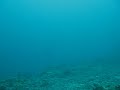 Thresher Shark 2
