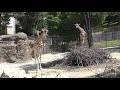 アフリカの草原 (いしかわ動物園) 2019年8月18日
