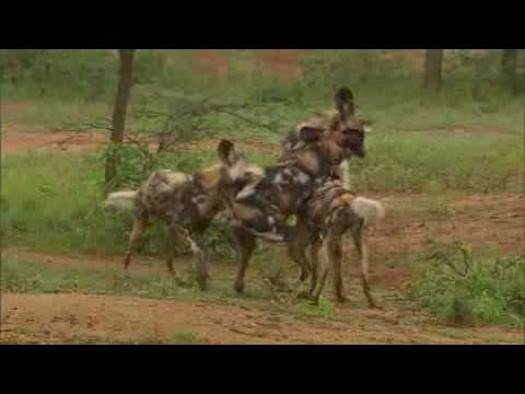hyena mating