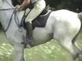 7 Year old thoroughbred event/steeplechase prospect For Sale