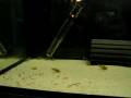 videos de C. Peru Green Stripe van 10 weken