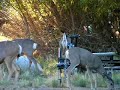 buck liggett gang X12 deer hunting buck liggett gang X12 deer hunting