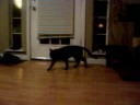 videos de Cat Plays Fetch