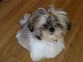 Shih