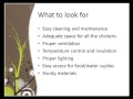Chicken Coop Design Tips