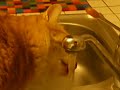 chat qui boit de l\
