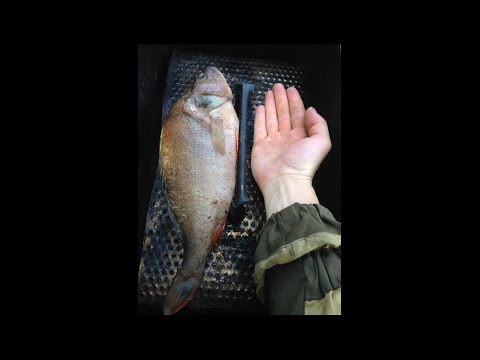 весенняя рыбалка на озере сенеж весенняя рыбалка на озере сенеж