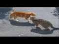 CHiCCO vs GATTO ARANCiONE