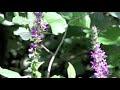 bee chases off butterfly