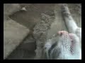 YouTubeサムネイル[1u5ZN6Naui0] - 3枚目