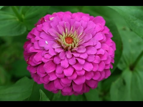how to collect zinnia flower seeds
