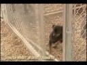 Bird dog disappointment on Living the Wildlife TV show