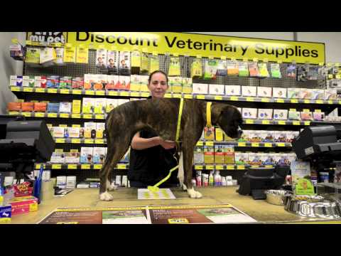 how to measure dog for coat