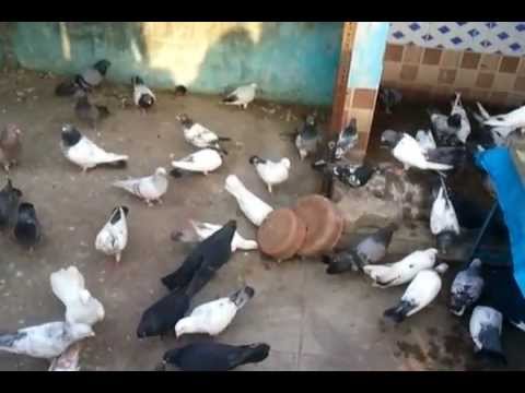 indian pigeon - Bahar Party.
