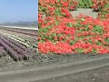 Lompoc Valley Flower Fields