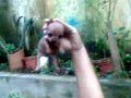 Minha Cachorrinha Esperança Minha Cachorrinha Esperança