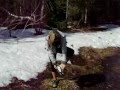 videos de Saphire, snow in her sneakers