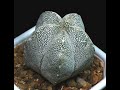 qtvr object cactus movie qtvr object cactus movie