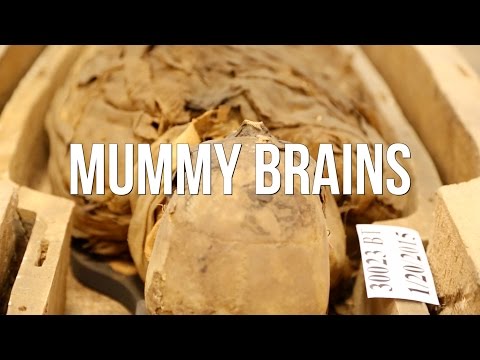 Mummy brains