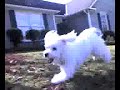 robbies-dogs.html