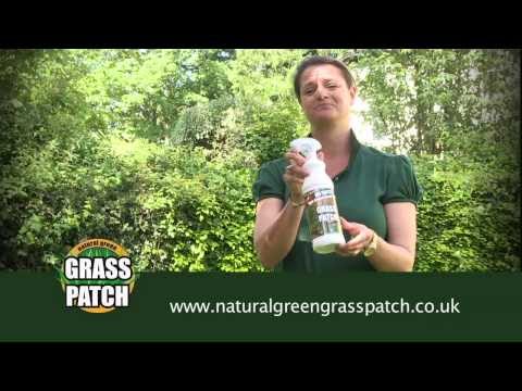 how to repair urine spots on grass