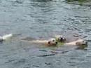 My Gorgeous Yellow Labrador Retrievers Swimming