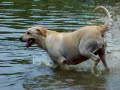 My Gorgeous Yellow Labrador Retrievers