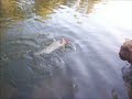catching a small murray (trout) cod dubbo