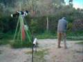 Border Collie video