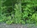 10 ACRES IN MORRIS CHAPEL TENNESSEE